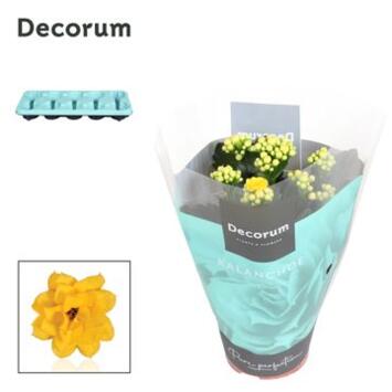 image KALANCHOE FL DBLE JAUNE
