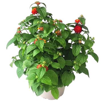 image LANTANA