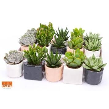 image SUCCULENTE CERAM