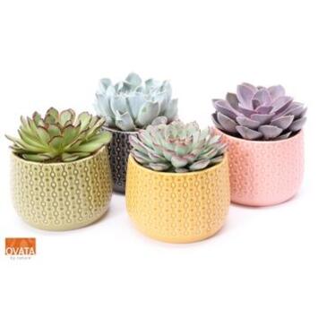image ECHEVERIA CERAM