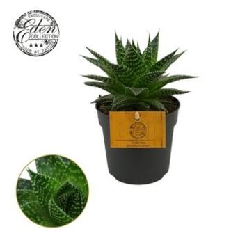 image GASTERIA VARIES