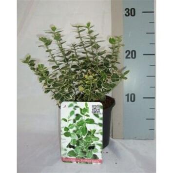 image EUONYMUS EMERALD GAIETY