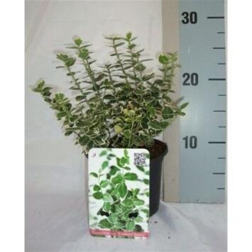 image EUONYMUS EMERALD GAIETY