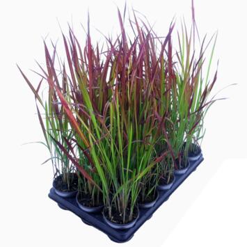 image IMPERATA