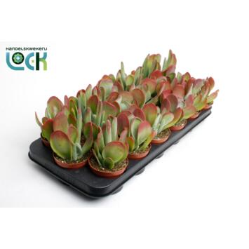 image KALANCHOE THYRSIFLORA RED LIPS