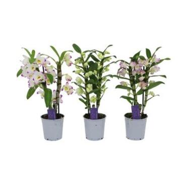 image DENDROBIUM 2BR NOBILE BLANC