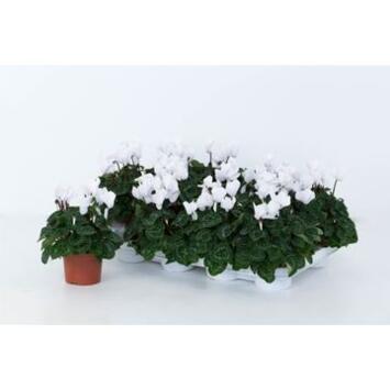 image CYCLAMEN MIDI  BLANC