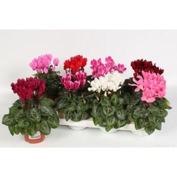 image CYCLAMEN VERANO