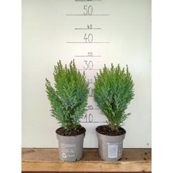 image CHAMAECYPARIS ELWOODII