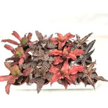 image CRYPTANTHUS