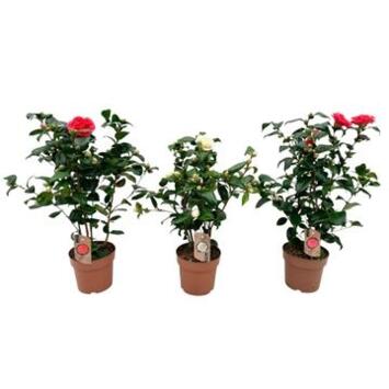 image CAMELLIA JAPONICA