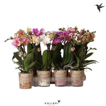 image PHALAENOPSIS 2BR MF