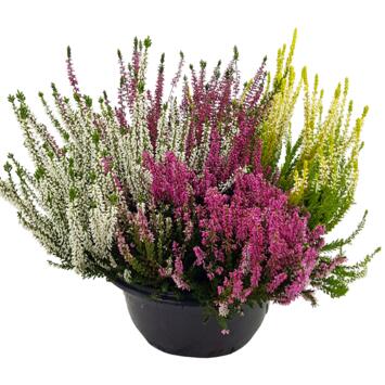 image ERICA CALLUNA CARNAVAL COUPE COLOREE