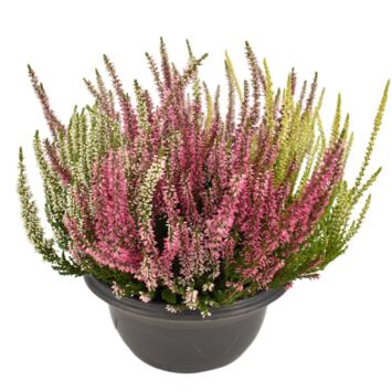 image ERICA CALLUNA CARNAVAL COUPE COLOREE