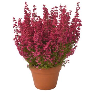 image ERICA GRACILIS 35/40CM P TERRE
