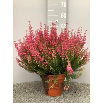 image ERICA GRACILIS 40CM P TERRE