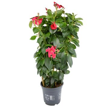 image DIPLADENIA COLLECTION PALISSE P COLORE
