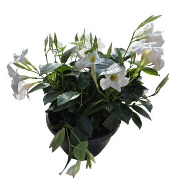 image DIPLADENIA COLLECTION COUPE
