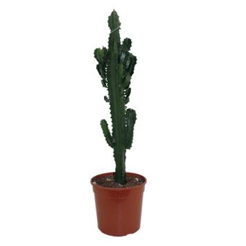 image EUPHORBIA ERITREA