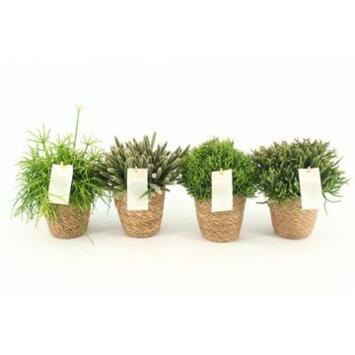 image RHIPSALIS VARIES
