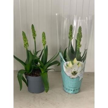 image ORNITHOGALUM 3PP BLANC