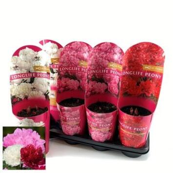 image PAEONIA PIVOINE VARIEES