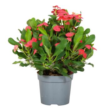 image EUPHORBIA MILII VULCANUS ROUGE