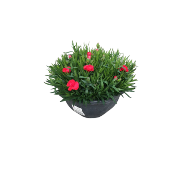 image OEILLET COUPE