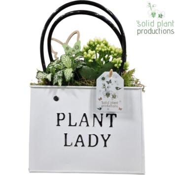 image COMPO 3 PLANTES ZINC