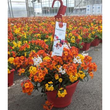 image SUNSATIA SUSP P COLORE