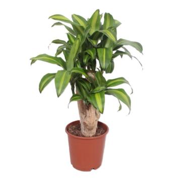 image DRACAENA MASSANGEANA RAMIFIE