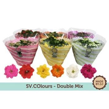 image KALANCHOE FL DBLE COUPE