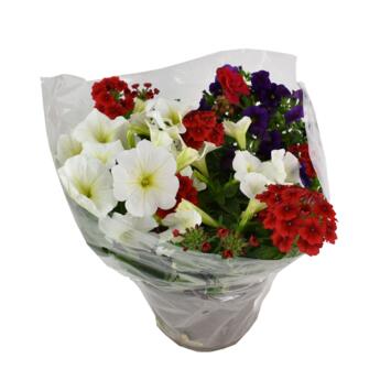 image PLANTES MASSIF MELANGE P COLORE