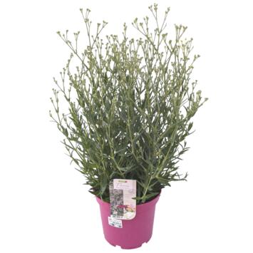 image GYPSOPHILA