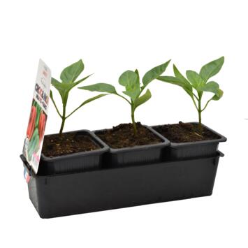 image POIVRON LAMUYO BQ3