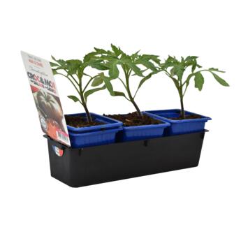 image TOMATE NOIRE DE CRIMEE BQ3