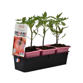 image TOMATE ROSE DE BERNE BQ3