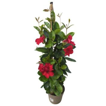 image DIPLADENIA COLLECTION PYRAM P COLORE