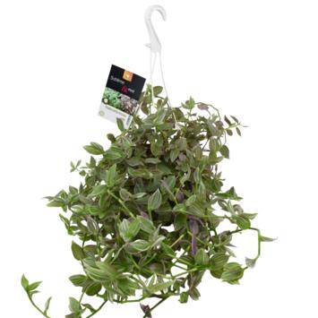 image TRADESCANTIA TRICOLOR SUSP