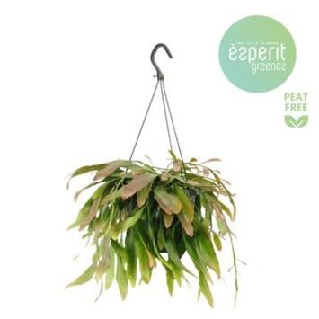 image RHIPSALIS RAMULOSA