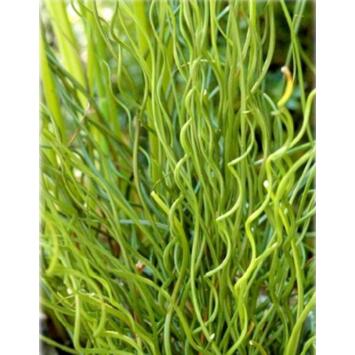 image JUNCUS
