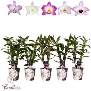 image DENDROBIUM 2BR NOBILE VARIES