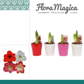 image AMARYLLIS 2TIGES CERAM