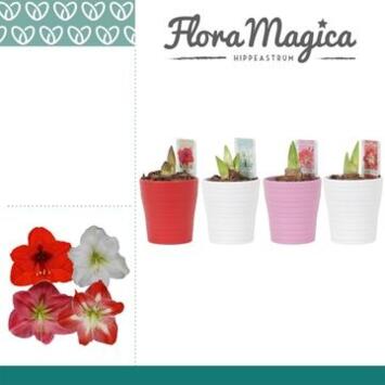 image AMARYLLIS 2TIGES CERAM