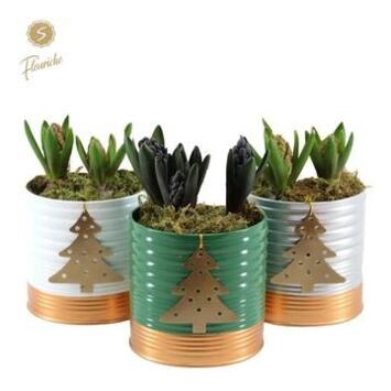 image JACINTHE X3 ZINC