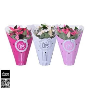 image PRINCETTIA VARIE P COLORE