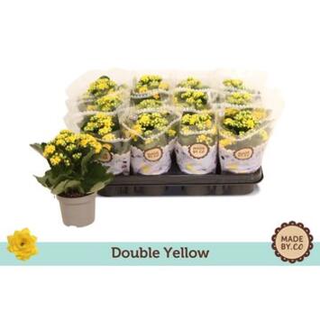 image KALANCHOE FL DBLE JAUNE