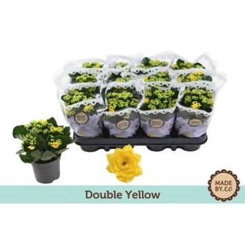 image KALANCHOE FL DBLE JAUNE