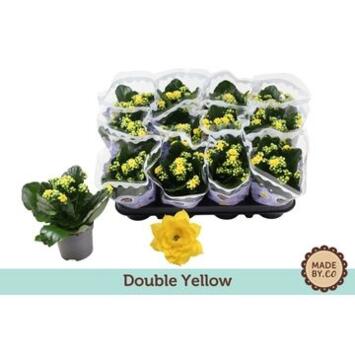 image KALANCHOE FL DBLE JAUNE