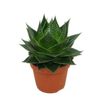 image ALOE COSMO